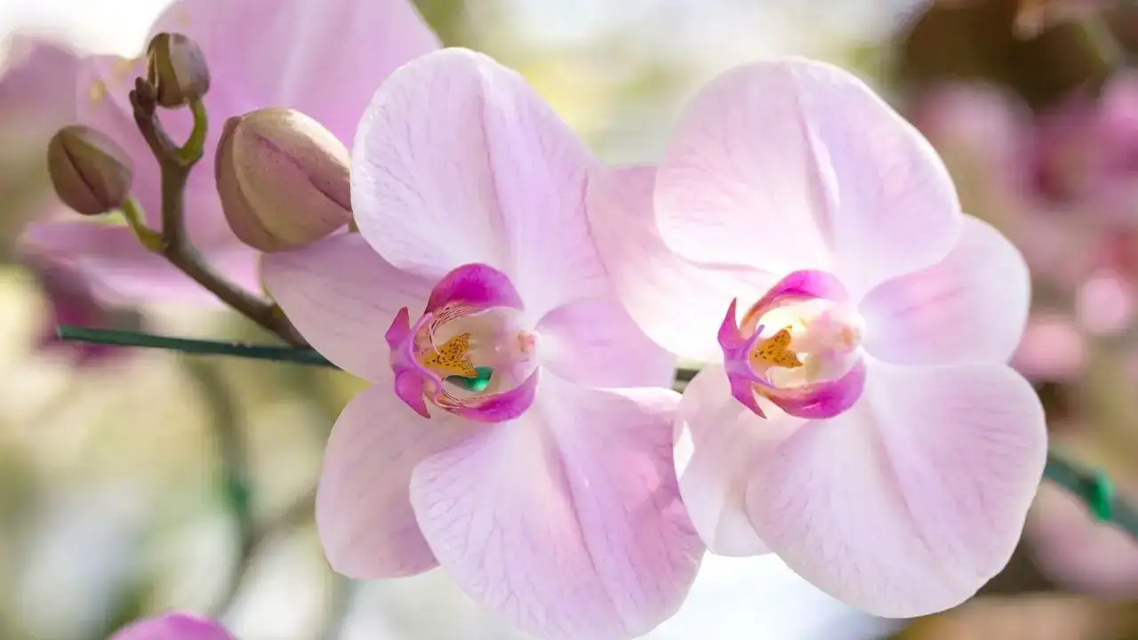 Sevgililer Günü’nde Doğru Çiçeği Seçmek Neden Önemli? 3